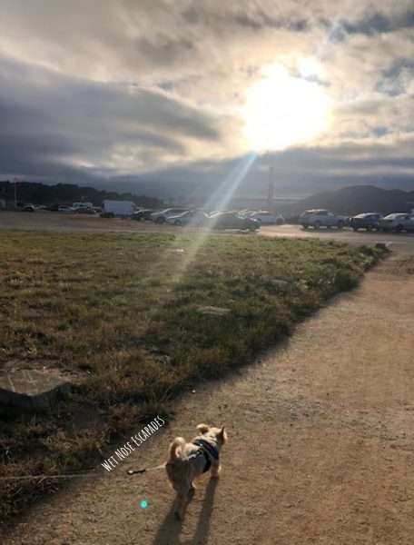 Yorkie Dog at Crissy Field San Francisco