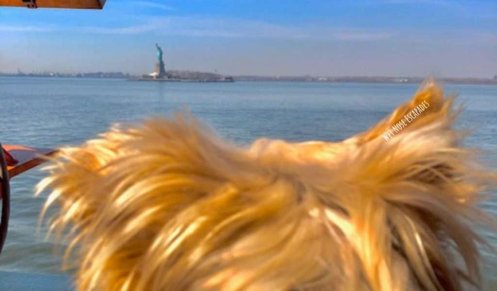 Yorkie dog on Staten Island Ferry