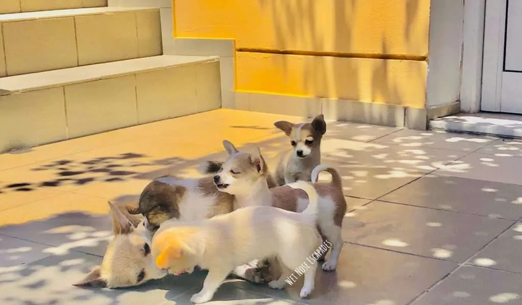 chihuahua puppies being nursed