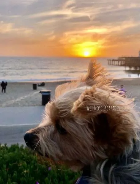 Yorkie dog watching sunset at dog-friendly Redondo Beach, California