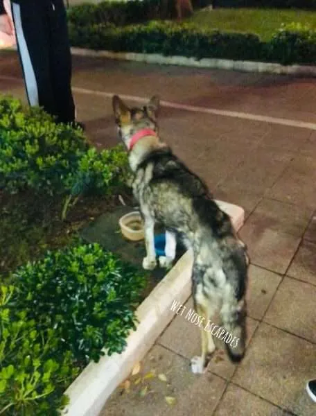 Stray Dog in Croatia