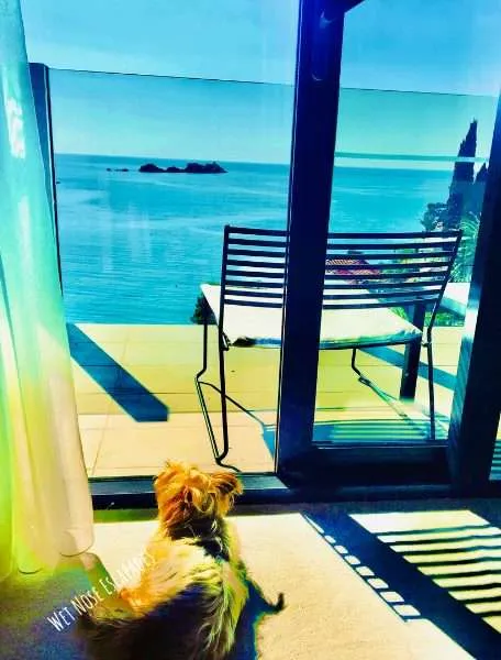 Yorkie Dog traveling in Croatia
