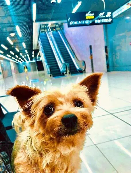 Yorkie dog traveling in Croatia, at the airport ready to fly on the plane
