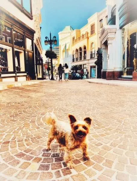 Yorkie Dog at Rodeo Drive Beverly Hills dog friendly