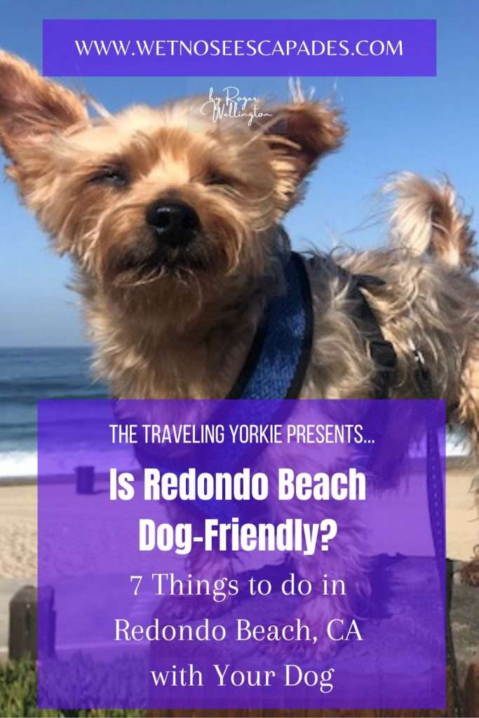 Redondo beach dog policy