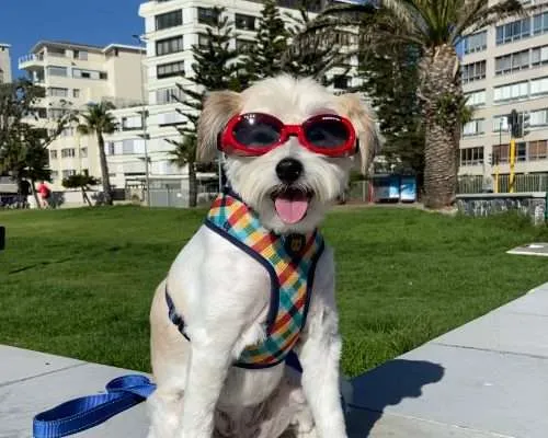 Dog-Friendly Cape Town: An Interview with Bella the South African Maltese