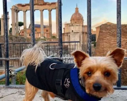 Yorkie dog at the Forum in Rome, Italy