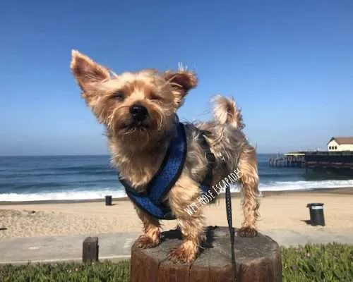 Yorkie dog at redondo beach california