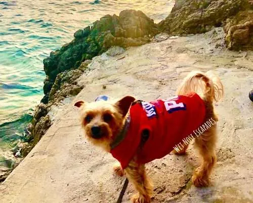 A Yorkie's Guide to Traveling to Croatia with a Dog