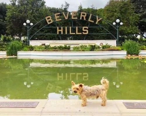9 Dog-Friendly Activities in Beverly Hills, CA