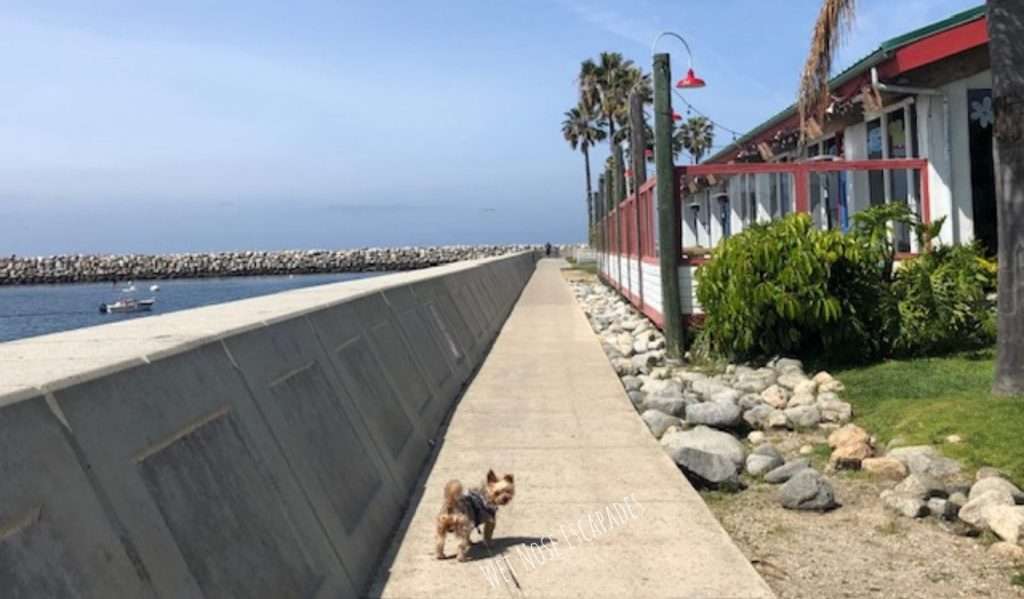 Yorkie dog at redondo beach california