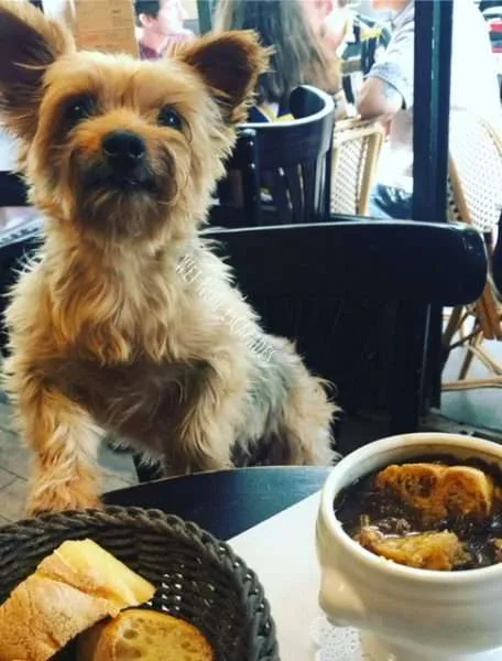 Yorkie dog at a Parisian cafe