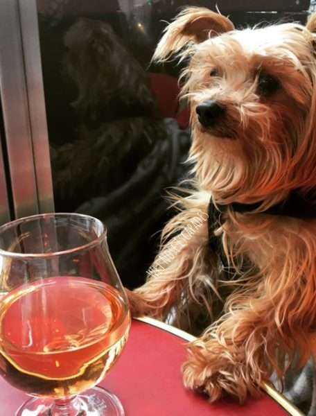 Yorkie dog in dog friendly cafe Le Marais, Paris