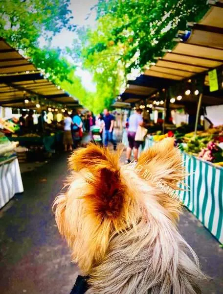 Yorkie dog shopping in Paris