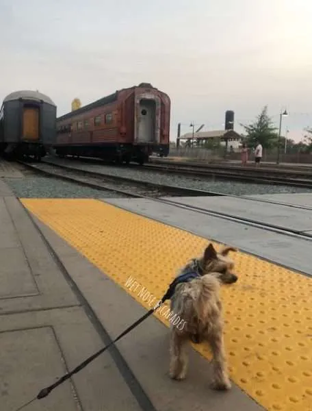 yorkie dog in old sacramento, railroad