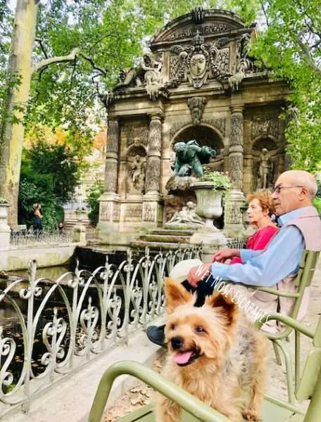 Yorkie dog at the park in Paris