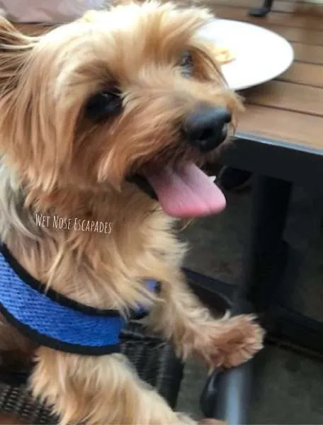 yorkie dog at dog-friendly restaurant in sacramento