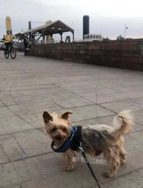 yorkie dog at old sac waterfront