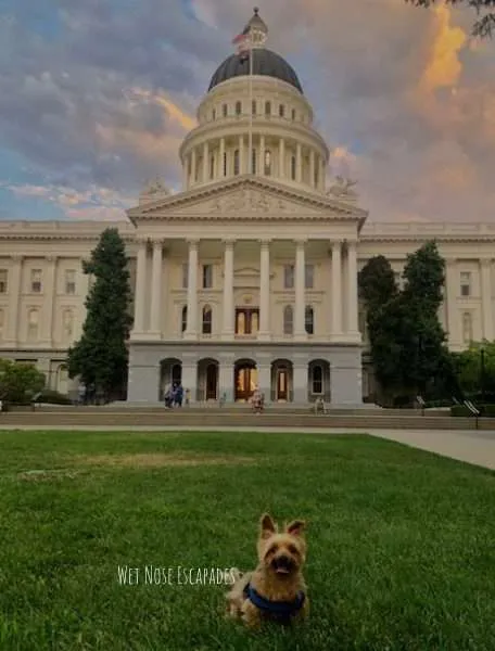 yorkie dog at california state capitol park in sacramento