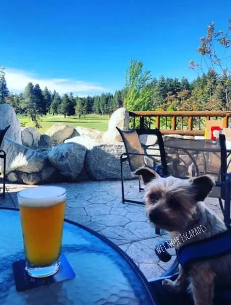 dog friendly breweries south lake tahoe