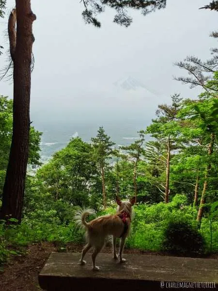 Dog-Friendly Tokyo: An Interview with Charlemagne the Japanese expat