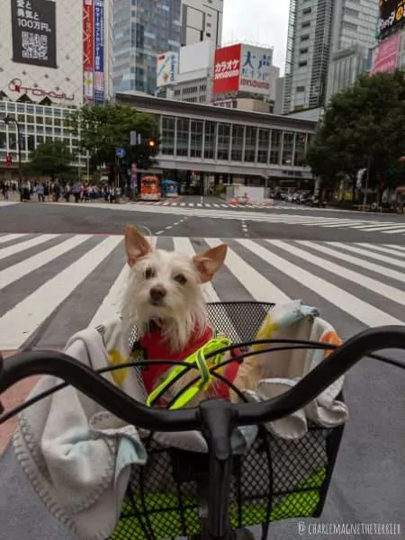 Dog-Friendly Tokyo: An Interview with Charlemagne the Japanese expat