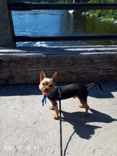 Dog-Friendly Ottawa: An Interview with Jake the Canadian Yorkie