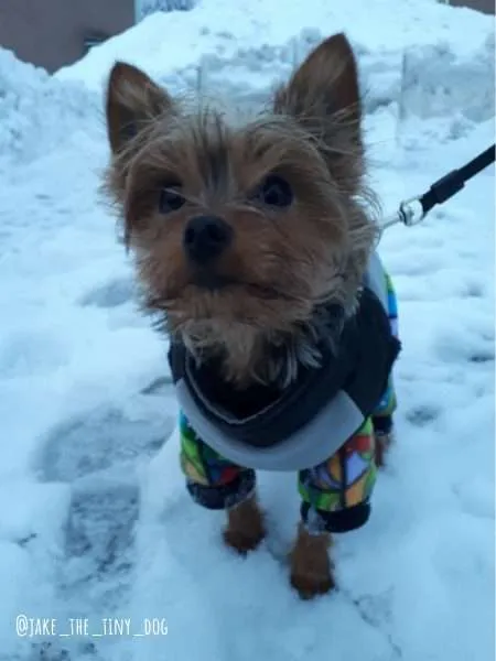 yorkie dog during the cold winter in ottawa, ontario