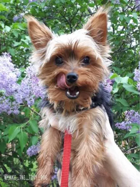 Dog-Friendly Ottawa: An Interview with Jake the Canadian Yorkie