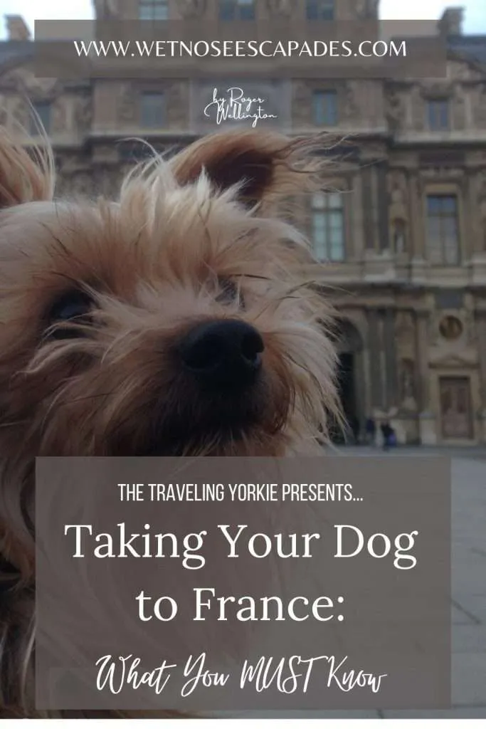 Taking Your Dog to France Guide
