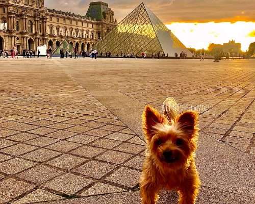 Taking Your Dog to France_Yorkie Dog at The Louvre