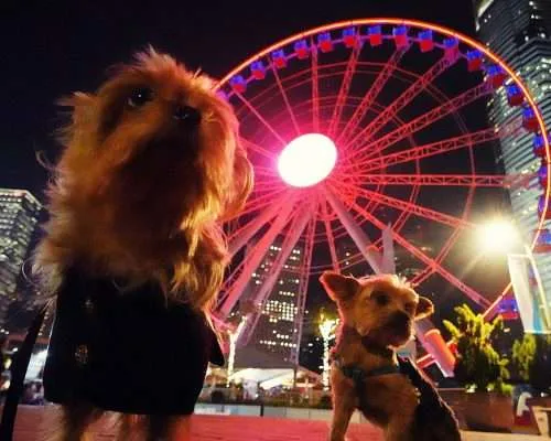 Dog Friendly Hong Kong: Two Yorkies at Central Waterfront