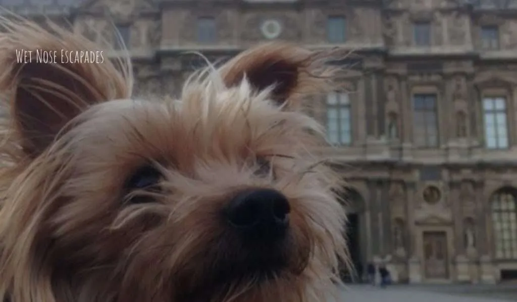 Yorkie dog at the louvre in Paris