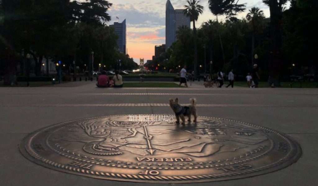 yorkie dog at capitol park in sacramento