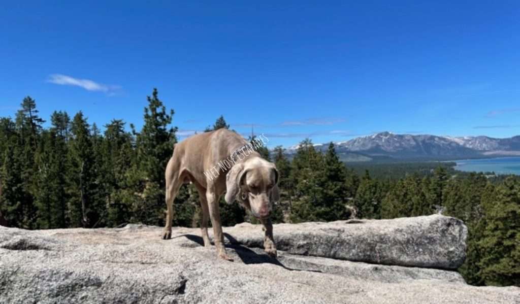 dog friendly hike south lake tahoe