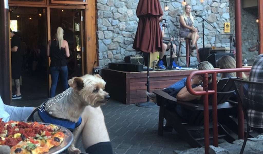 dog friendly south lake tahoe, live music with dog