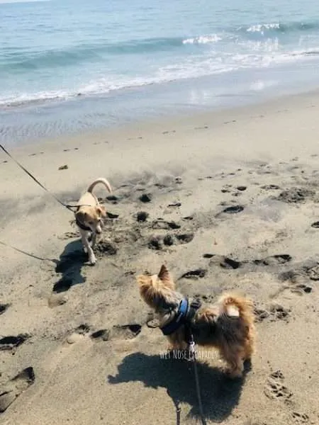 The REAL Bark about Dog-Friendly Beaches in Malibu