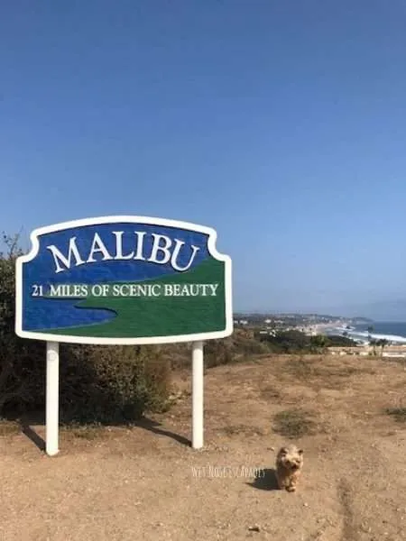 malibu dog friendly beaches