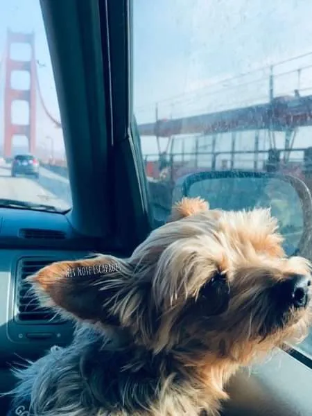dog friendly sausalito, dog on golden gate bridge