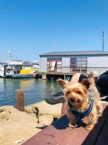 dog friendly boats sausalito