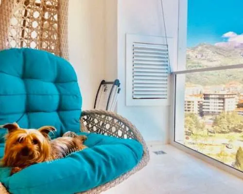 dog friendly montenegro, yorkie traveler