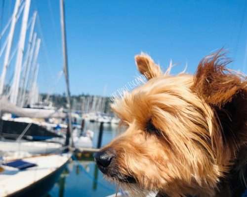 7 AMAZING Things to do with Your Dog in Sausalito, CA