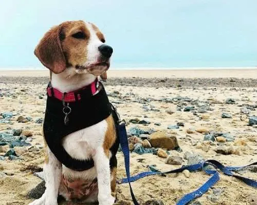 Dog-Friendly Mackay: An Interview with Willow Daisy, the Beagle from Queensland, Australia