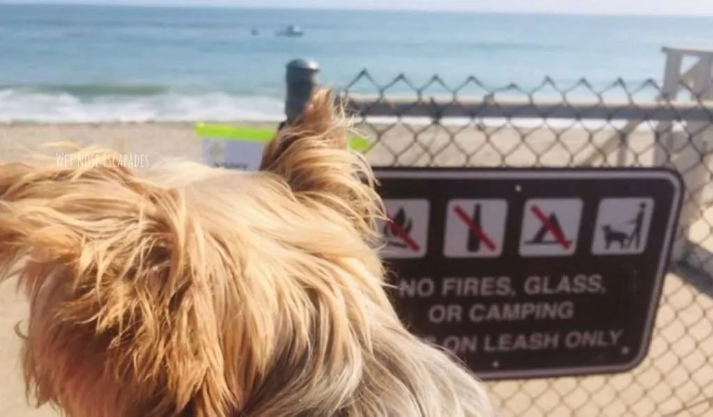 malibu beach dog rules