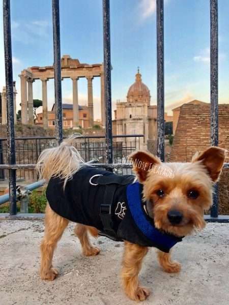 yorkie dog at the roman forum in rome