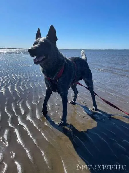 dog friendly sangate waterfront