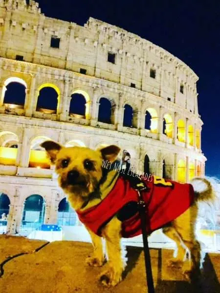 yorkie dog at dog-friendly Colosseum in rome, italy