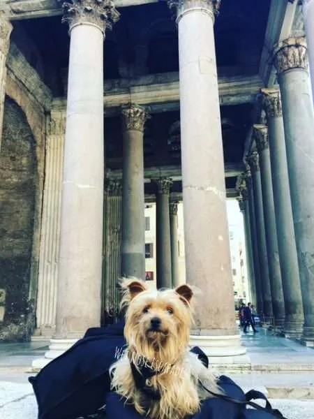 dog friendly pantheon rome italy