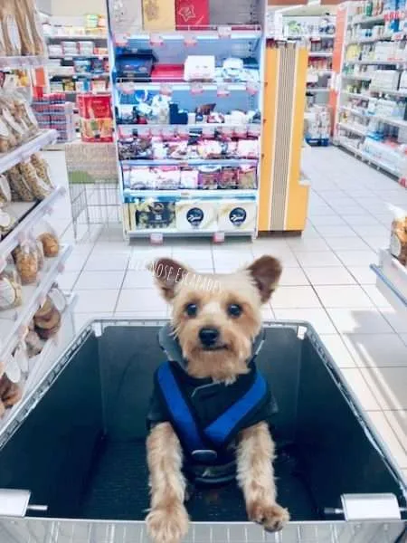 yorkie dog shopping for groceries in rome, italy