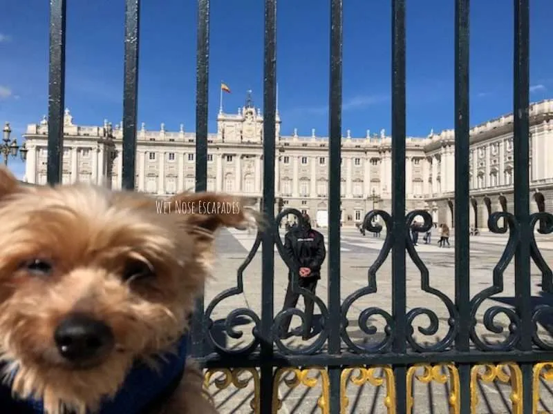 Traveling to Europe from the U.S. with a Dog